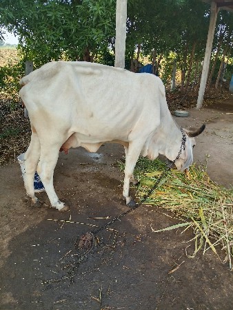 એક મહિના ની વીયાલ છે