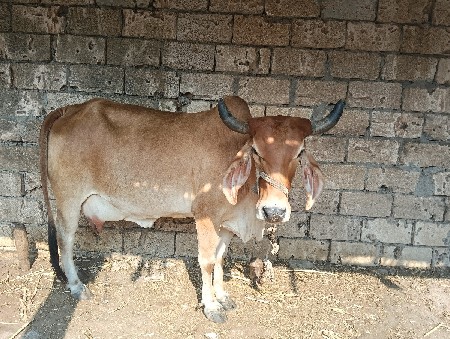 ગાય વેચવા ની છે,