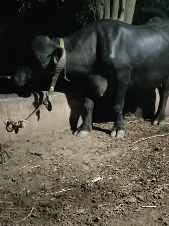 ભેંસ વેચવાની સે પેલા વેતર ની