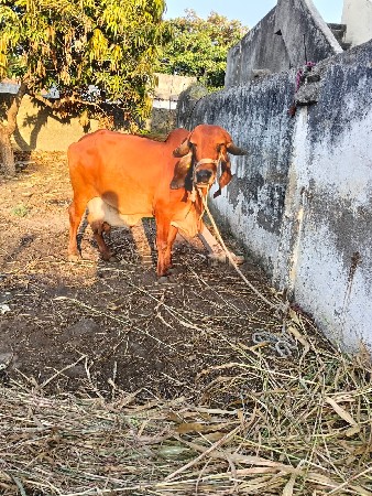 ગીર ગાય 15 દિવસ ની કાચી છે