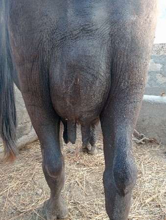 ભેંસ વેચવાની છે.
6354333121