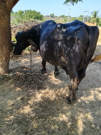 ભેંસ વેચવાની છે