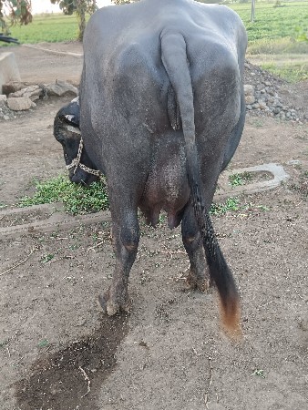 ભેંસ વેચવાની છે