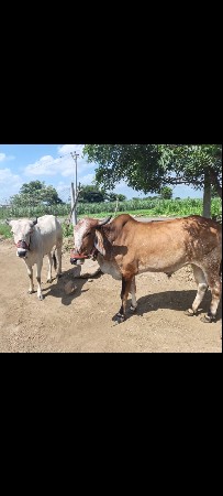 બળદ વેચવાના છે