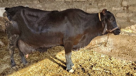 જર્સી ગાય વેચવાની છે