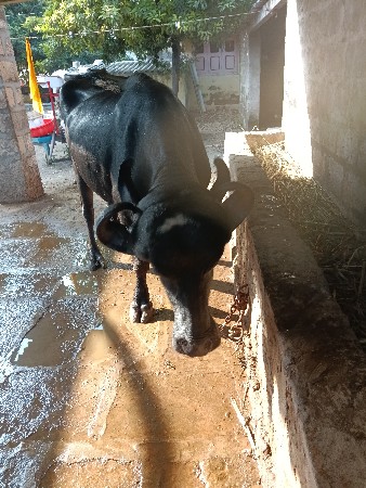 ખડેલીવેસવાનીસે