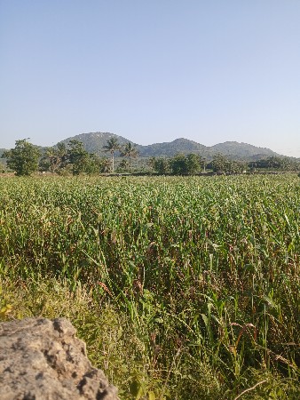 જુવાર ઉભી