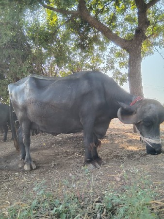 ભેંસ વેચવાની છે