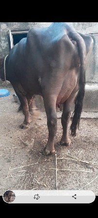 આ ભેસ વેચવાની છે