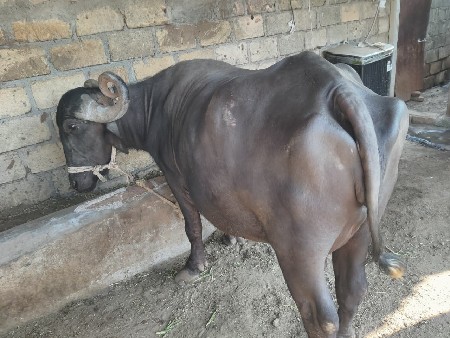 ભેંસ વેચવાની છે