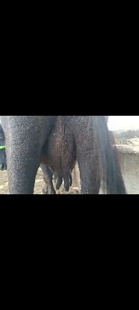 20 દિવસની કાચી...