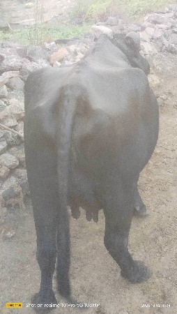 આ બની ખડેલી વેશવાંની છે