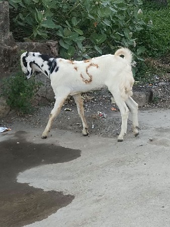 બોકડો