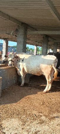 વેચવા ni સે