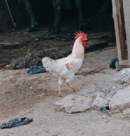 murgi vechvano chhe