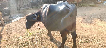 ભેંસ. બીજા વેતર..15.. કાશી  સે