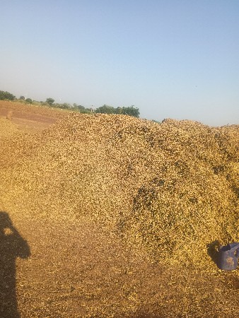 ભૂકો વેચવાનો