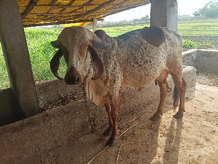 ગાય વેચવાની છે 32 હજાર કિંમત