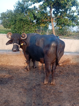ભેશ વેચવાની છે