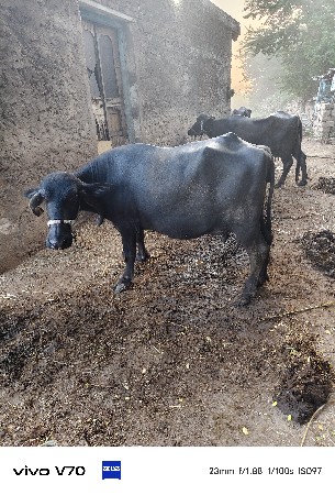 મહિના દિવસની