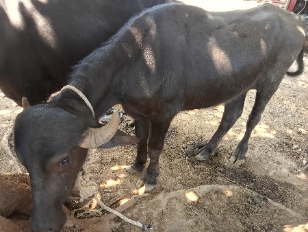 ખડેલા 3 વેચવાના છે
