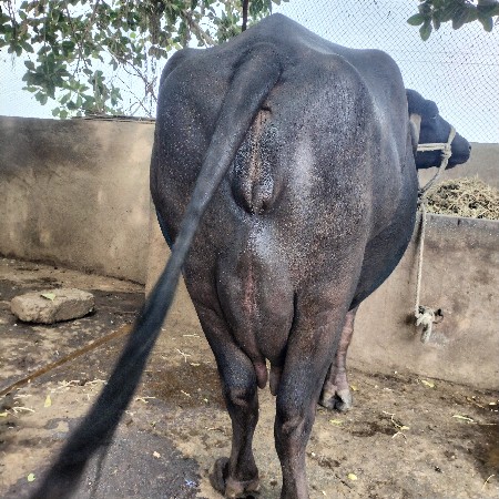 વેચવાની છે.