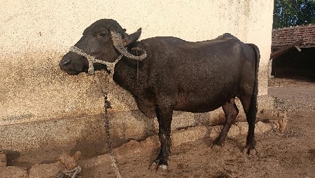 ભેસ વેચવાની