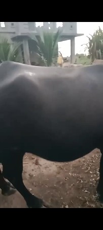 ભેંસ વેચવાની છે