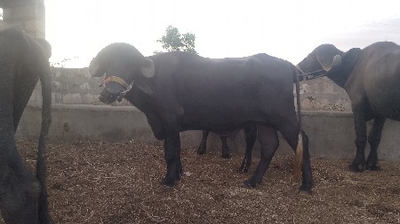 મેરૂ સાગણ ઓડેદરા