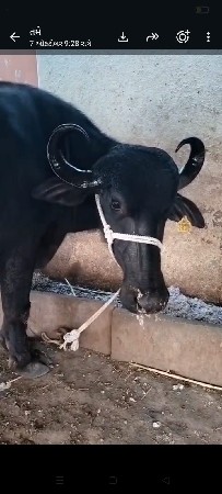 6 દિવશનિકાચી