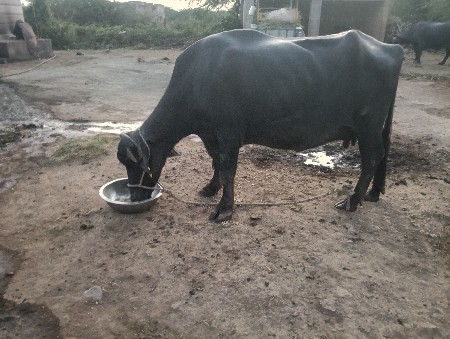 આ ભેંસ વેચવાની છે