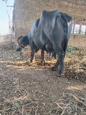 બે ભેસુ વેચવાની છે