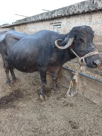 ભેંસ વેચવાની સે