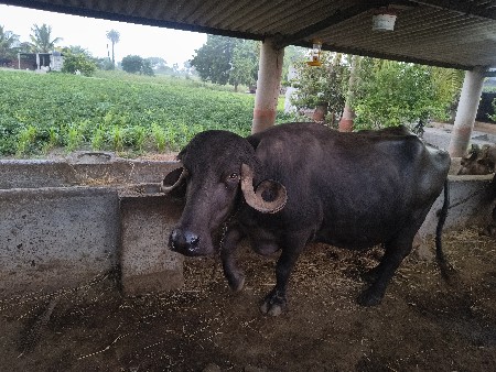 ચાર પાચદિનિ કાચિ  ફૂલજવાબદારિ