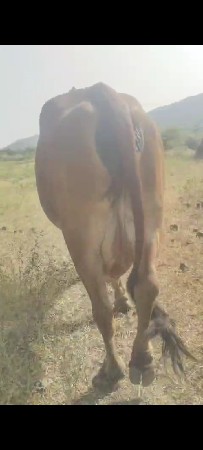 ગાય 🐄 વેચવાની છે