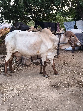 દેશી ગાય વેચવાની છે