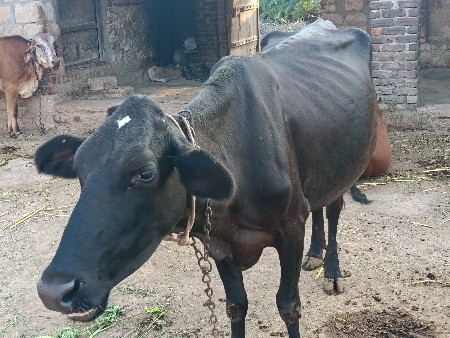 જર્સી ગાય