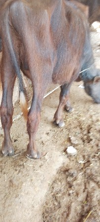 પાડો વેચવાનો છે