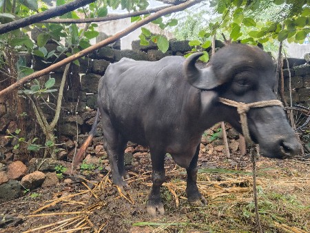 1 વેતર ની ખારેલી વેશ્વાસની સે