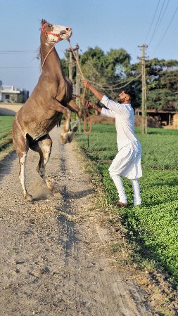Ghodi vechavni che