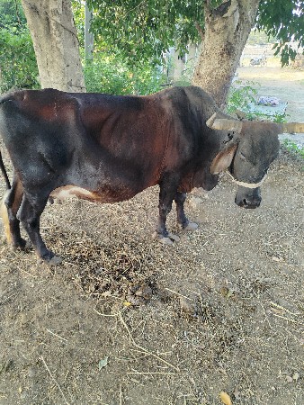જેસાભાઇ ચૌહાણ
