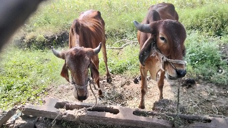 વેસાવ