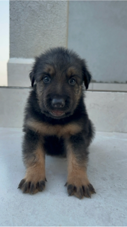 German Shepherd, male
