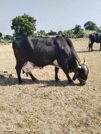 ગાય વેચવાની છે