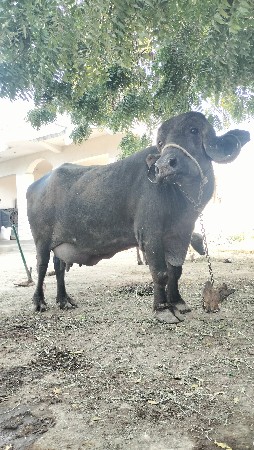 ભેંસ વેસવા ની છે.