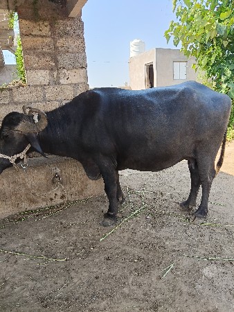 ભેંસ વેચવાની છે