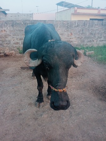 ભેંસ વેચવાની છે