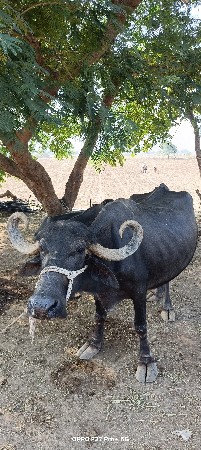 ભેંસ વેચવાની છે