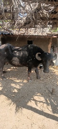 ભેંસ વેચવાની છે