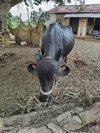 ભેંસ વેચવાની છે